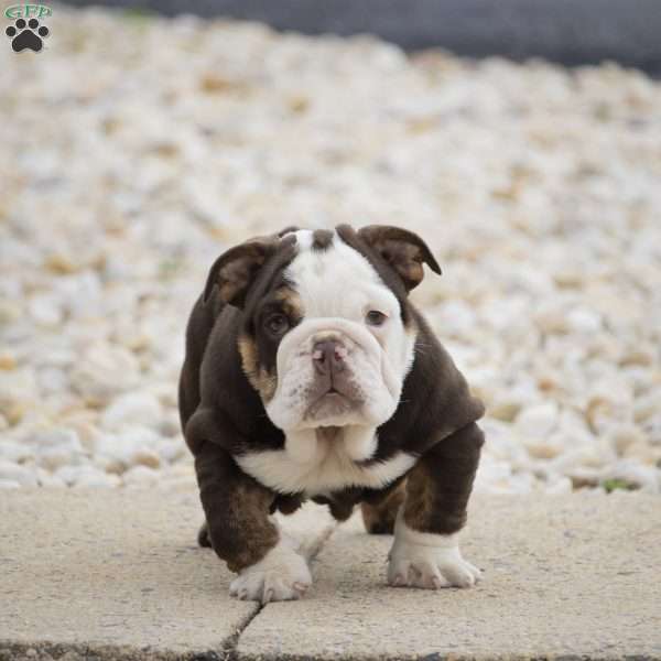 Cora, English Bulldog Puppy